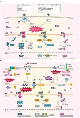 Insights Into the Role of Endoplasmic Reticulum Stress in Infectious Diseases